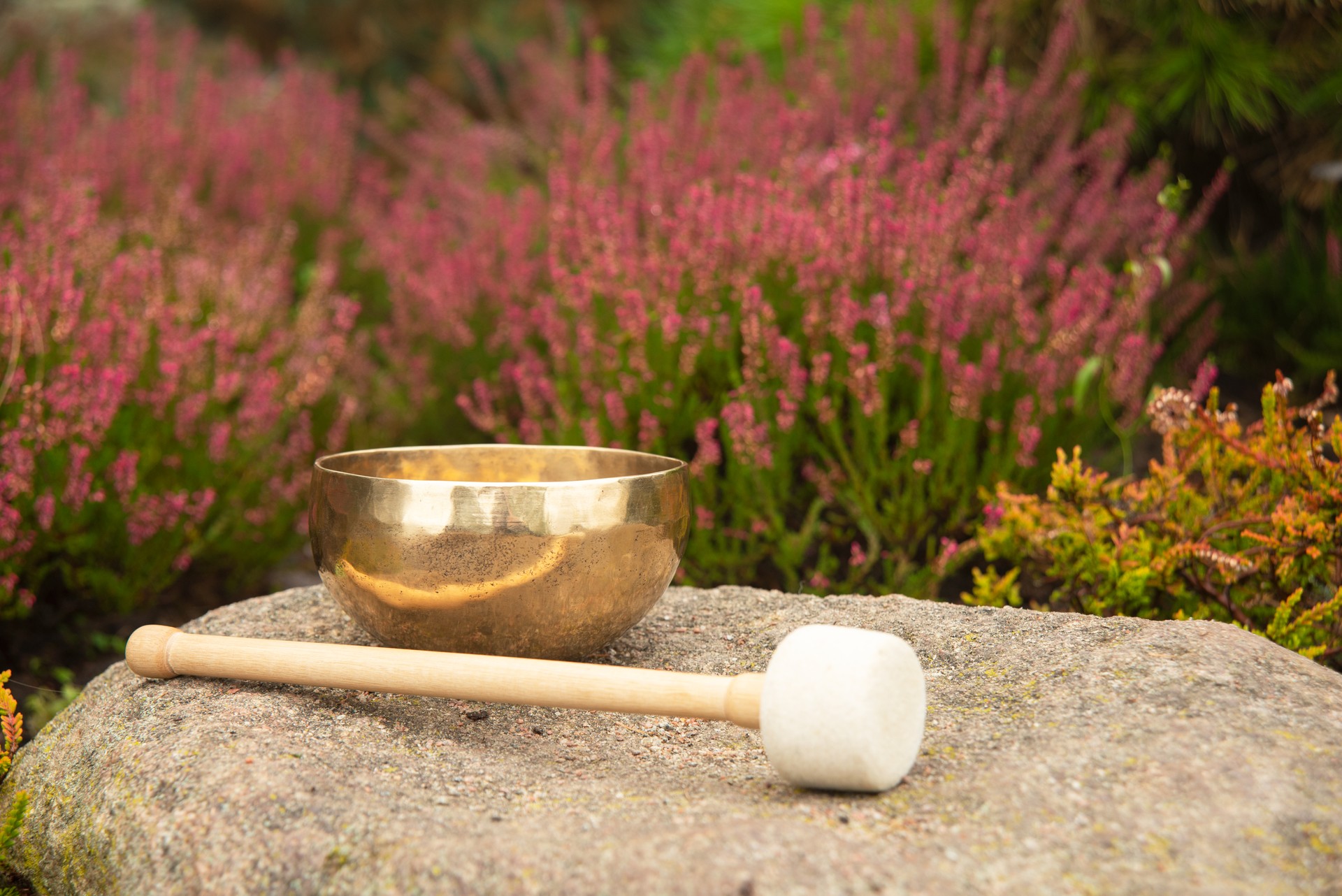 The golden singing bowl stands on the Big Stone at the entrance of landscape with the bright colors of heather. The tibetan singing bowl with a long stick for sounding on meditation or yoga practice.